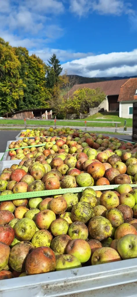 Apfelsaft-pressen-4