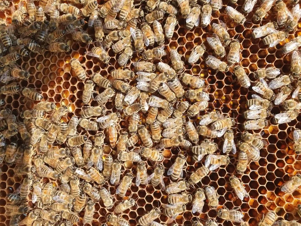 Bienen-allgemein-01-5
