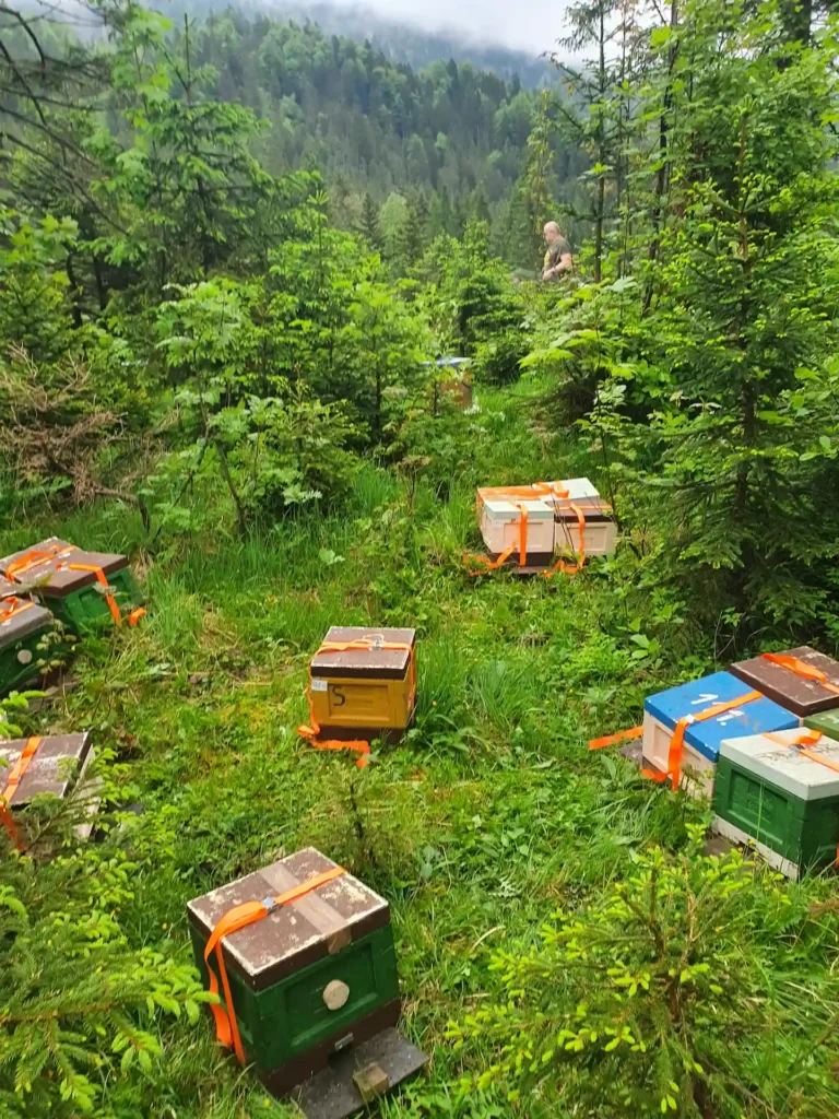 Bienenwanderung-7