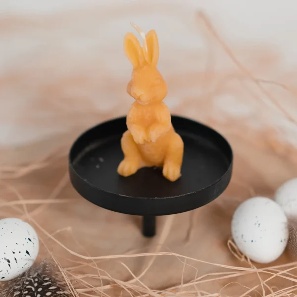 Hase-sitzend