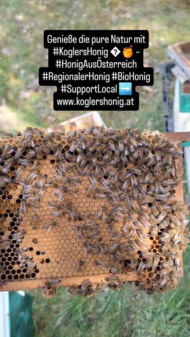 #koglershonig #honigonlinekaufen