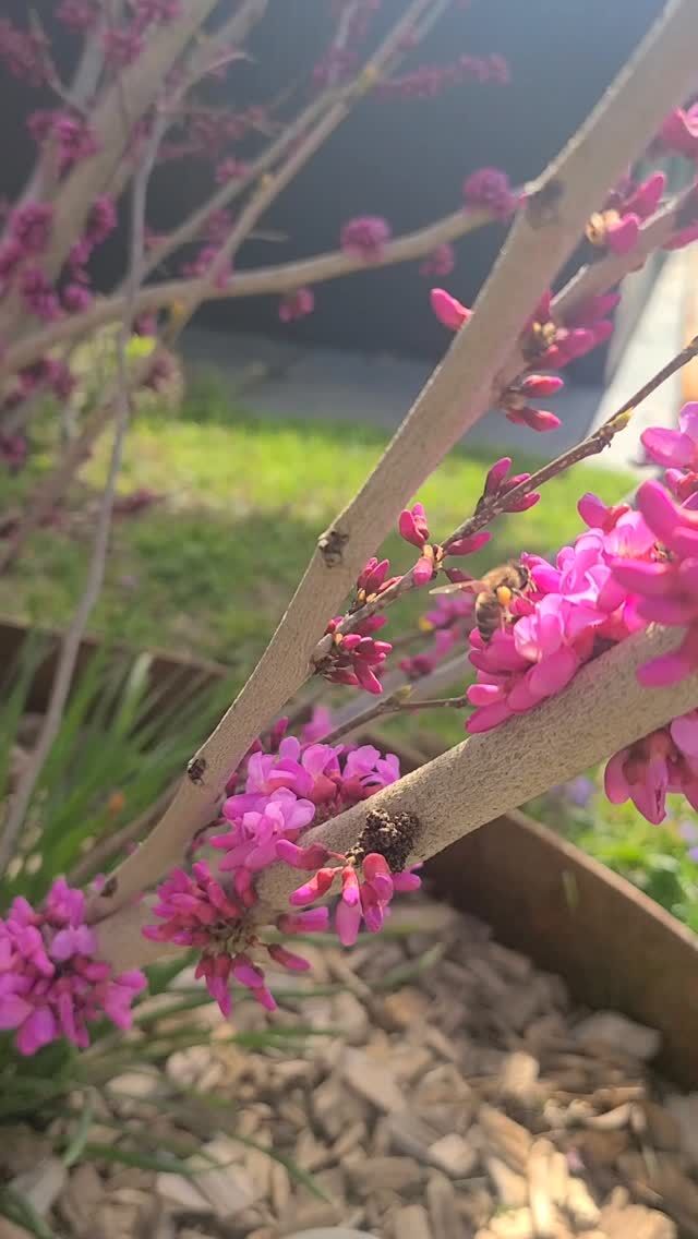 #koglershonig #nachhaltigkeit #regional #imker #honig #natürlich #honigliebhaber #springvibes