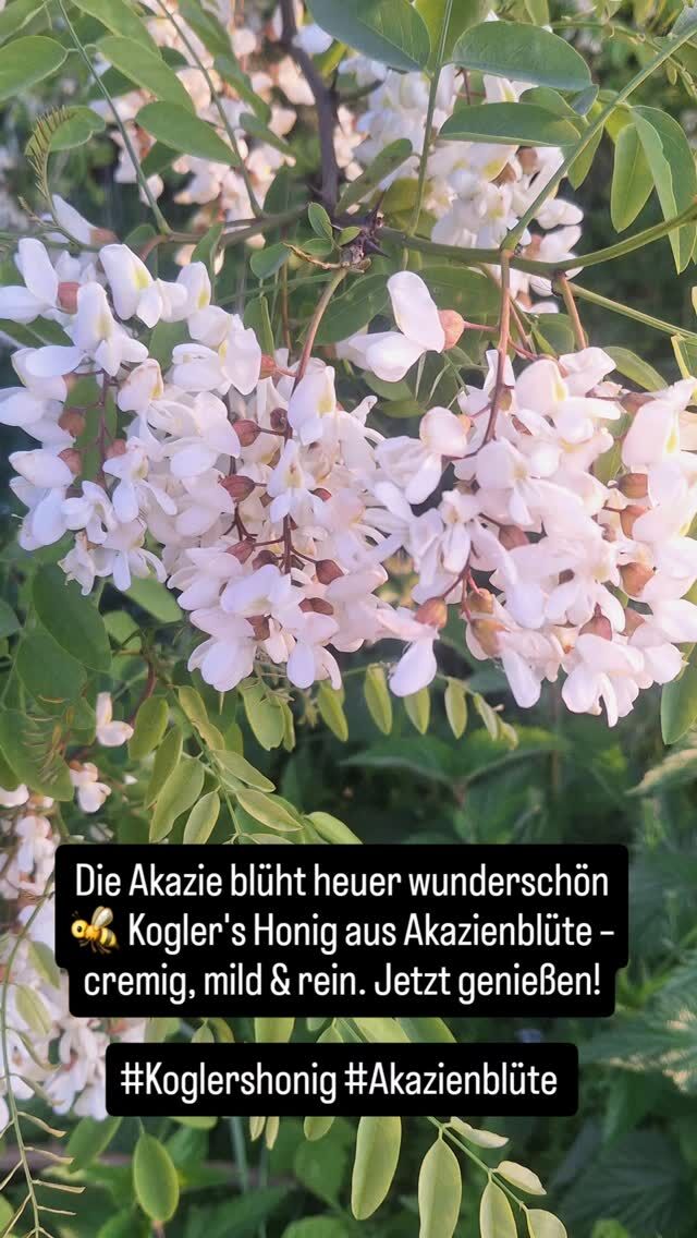Instagram-Beitrag 18164578486342575